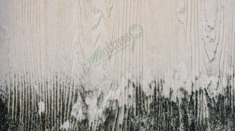 mold in wood