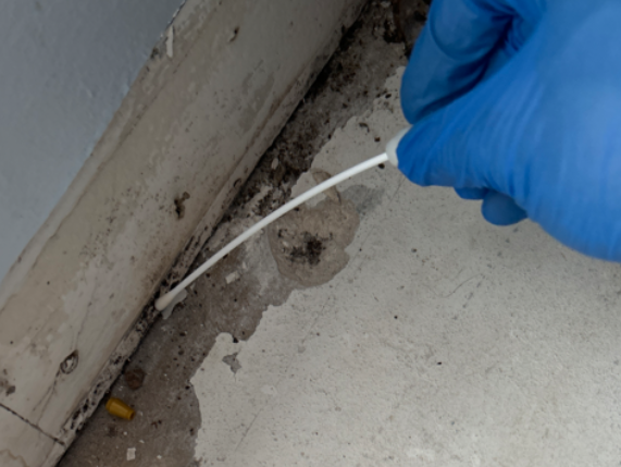 surface mold testing Boca Raton